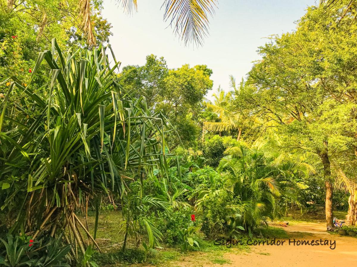Sigiri Corridor Home Stay Sigiriya Ngoại thất bức ảnh